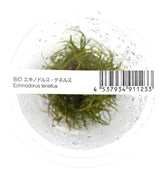 ADA 針葉皇冠草 Echinodorus tenellus IC076